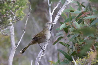 Black-throated Whipbird