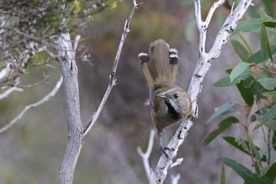 Black-throated Whipbird