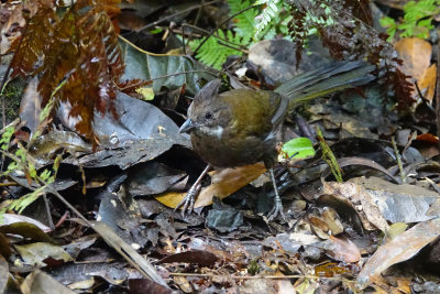 Eastern Whipbird