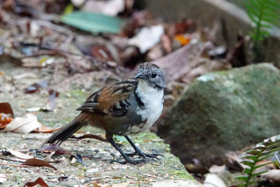 Australian Logrunner