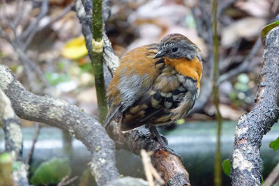 Australian Logrunner