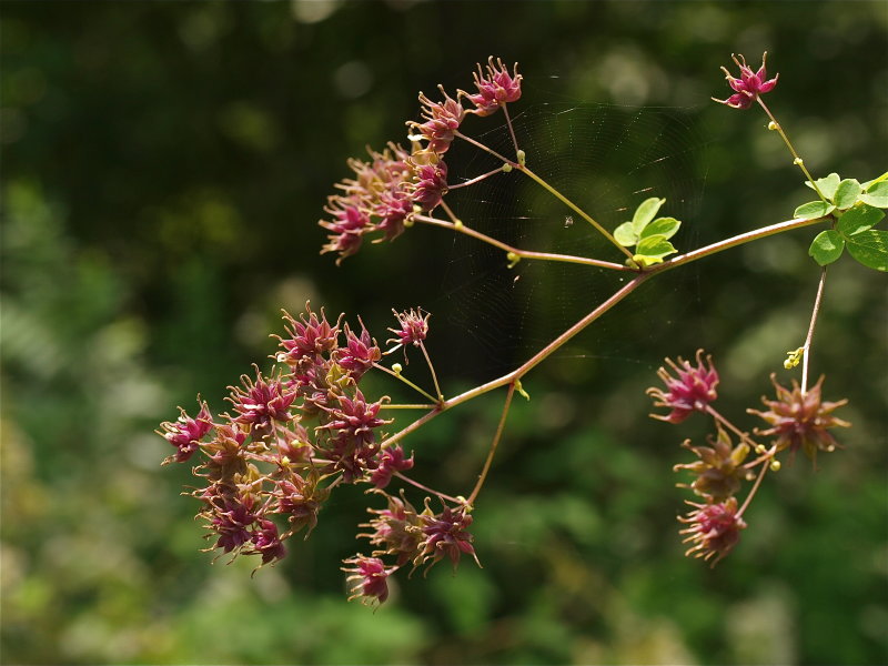 Thalictrum pubescens (Tall Meadow-Rue)
