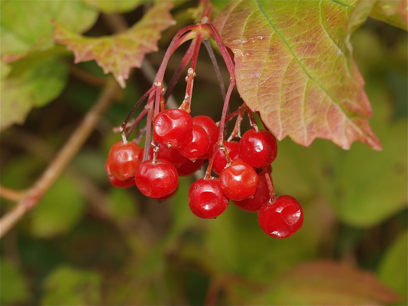 Viburnum opulus (Highbush Cranberry)