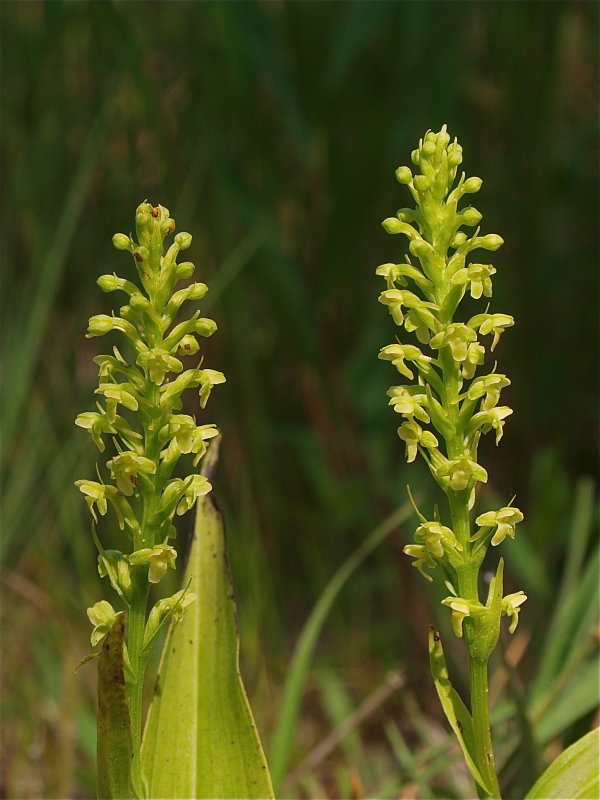 Platanthera flava (Tubercled Orchid)