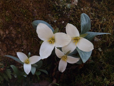 Trillium nivale (Snow Trillium)