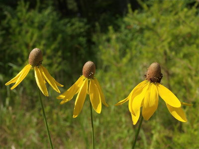 Ratibida pinnata (Gray-Headed Coneflower)