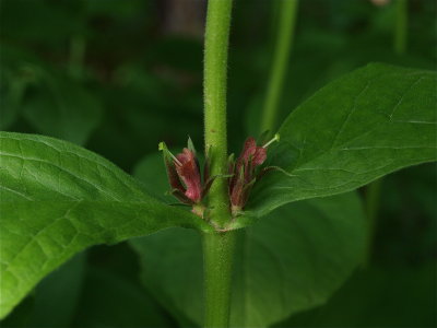 Triosteum aurantiacum (Orange-Fruited Horse-Gentian)