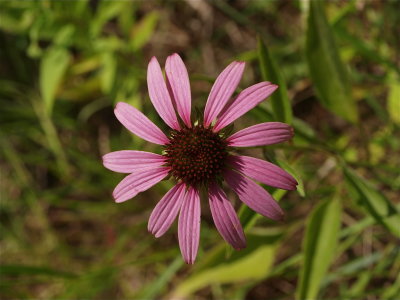Echinacea purpurea (Purple Coneflower)