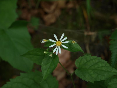 Eurybia divaricata (White Wood Aster)