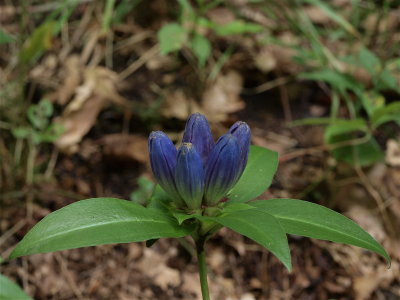 Gentiana clausa (Closed Gentian)