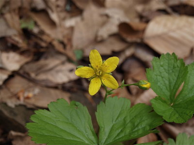 Waldsteinia fragarioides (Barren Strawberry)