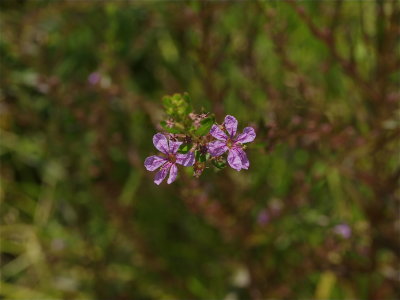 Lythrum alatum (Winged Loosestrife)