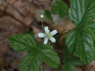 Rubus hispidus (Bristly Dewberry)