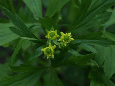 Ranunculus recurvatus (Hooked Buttercup)