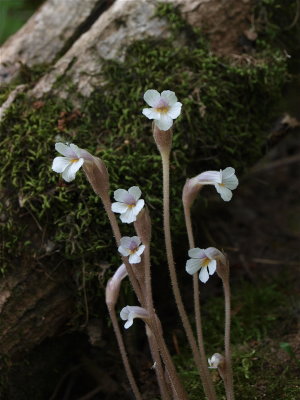 Orobanche uniflora (One-Flowered Cancer-Root)