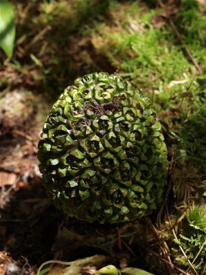 Symplocarpus foetidus (Skunk Cabbage)