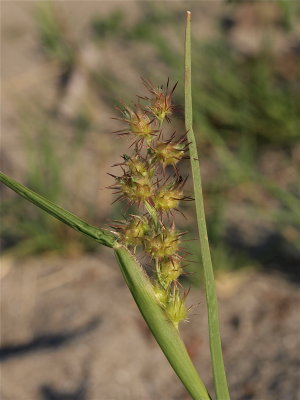 Cenchrus species (Sand-Bur)