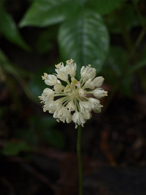 Allium tricoccum (Wild Leek)