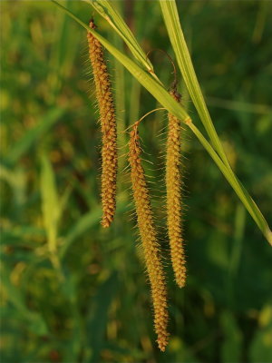 Carex crinita (Fringed Sedge)