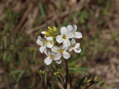 Arabidopsis lyrata (Lyre-Leaved Rock Cress)