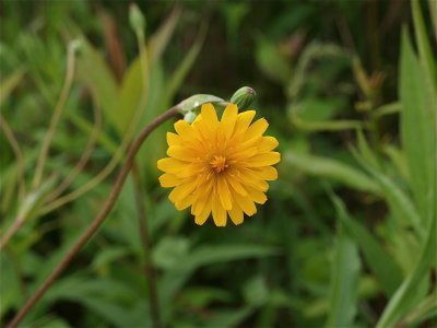 Krigia biflora (Two-Flowered Cynthia)