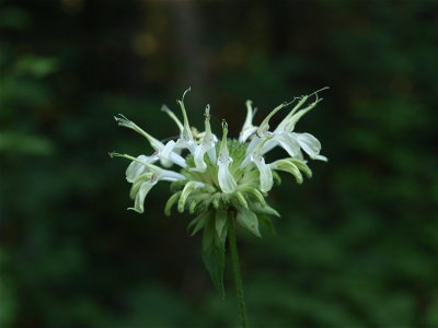 Monarda clinopodia (Pale Bergamot)
