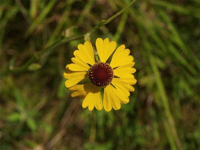 Helenium flexuosum (Purple-Headed Sneezeweed)
