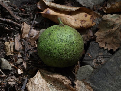 Juglans nigra (Black Walnut)