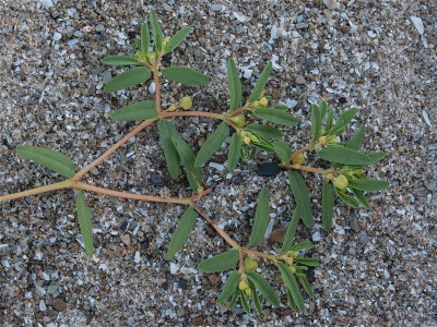 Euphorbia polygonifolia (Seaside Spurge)