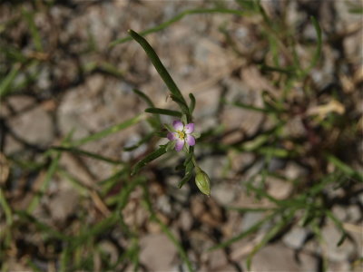 Spergularia salina (Salt-Marsh Sand-Spurrey)