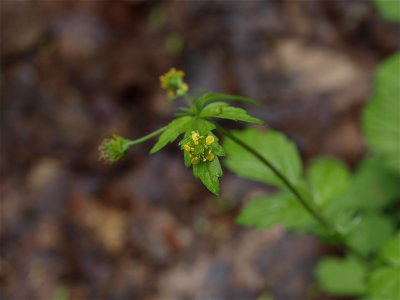 Geum vernum (Spring Avens)