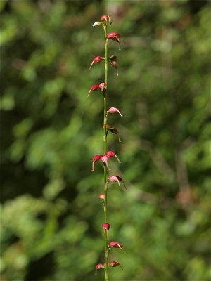 Persicaria virginiana (Jumpseed)