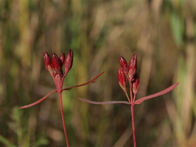 Triadenum species (Marsh St. Johnswort)