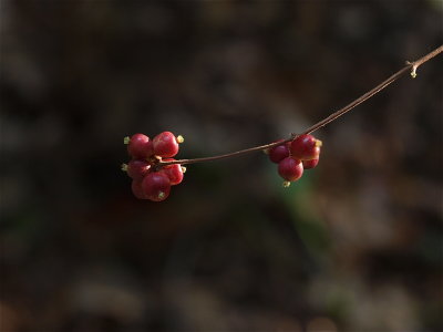 Symphoricarpos orbiculatus (Coralberry)