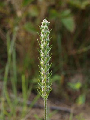 Plantago aristata (Bracted Plantain)