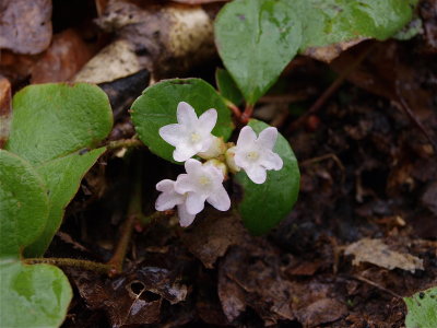 Epigaea repens (Trailing Arbutus) - Pale Flowers