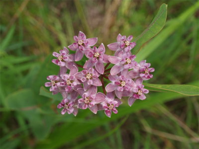 Asclepias sullivantii (Sullivant's Milkweed)