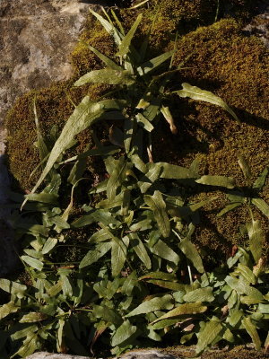 Asplenium rhizophyllum (Walking Fern)