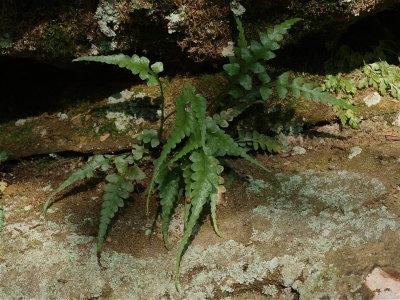 Asplenium pinnatifidum (Lobed Spleenwort)