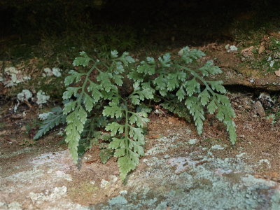 Asplenium montanum (Mountain Spleenwort)