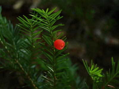 Taxus canadensis (Canada Yew)