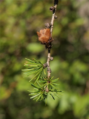 Larix laricina (Tamarack)