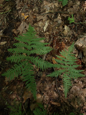 Phegopteris connectilis (Long Beech Fern)