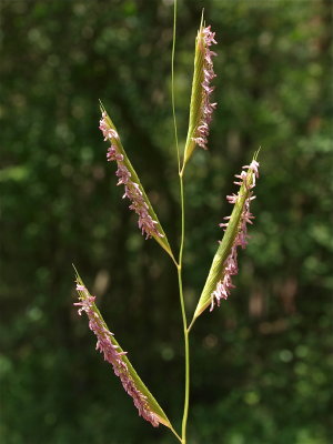 Spartina pectinata (Prairie Cordgrass)