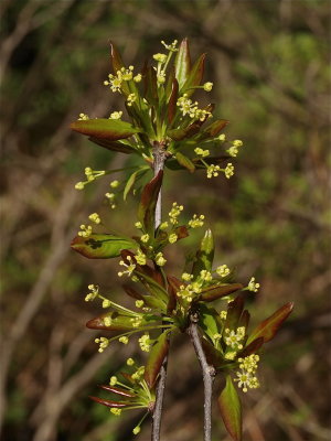 Ilex mucronata (Catberry)