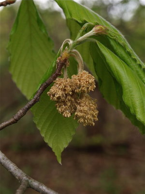 Fagus grandifolia (American Beech)