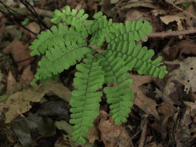 Adiantum pedatum (Maidenhair Fern)