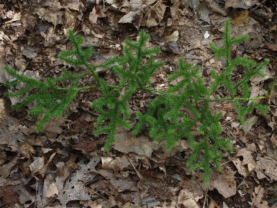 Lycopodium clavatum (Wolf's-Claw Clubmoss)