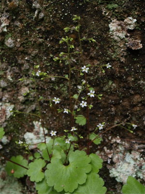 Sullivantia sullivantii (Sullivant's Coolwort)