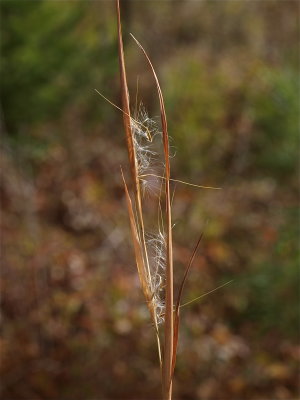 Andropogon virginicus (Yellow Bluestem)